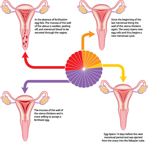cycle menstrual illustration vagina anatomy vaha period rajah discharge periods rosemark safe obstetrics depositphotos sex vaginal keeping track