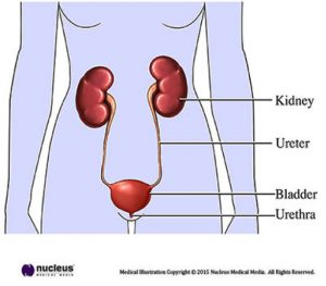 female urinary tract