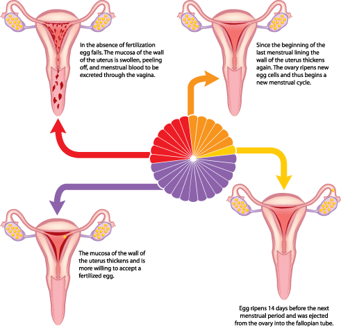 menstrual-cycle