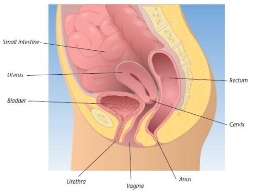 pelvic organ prolapse diagram.